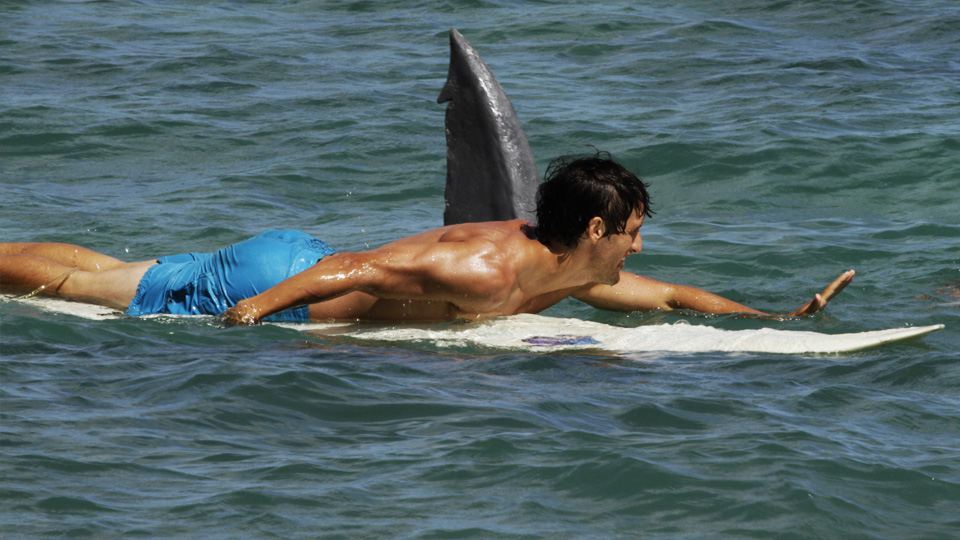 Summer of the Shark