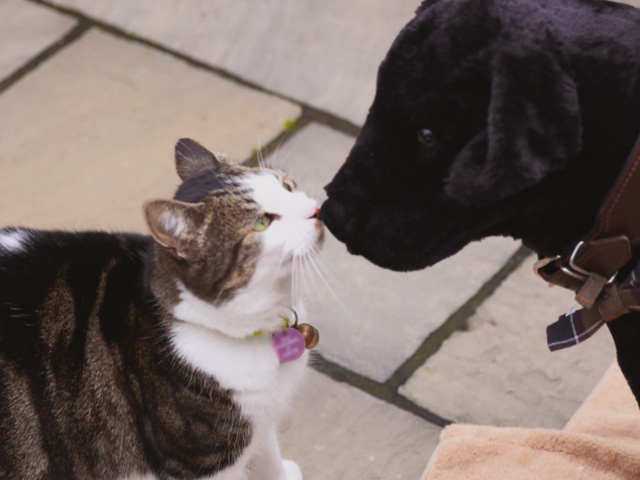 Cats and Dogs At War